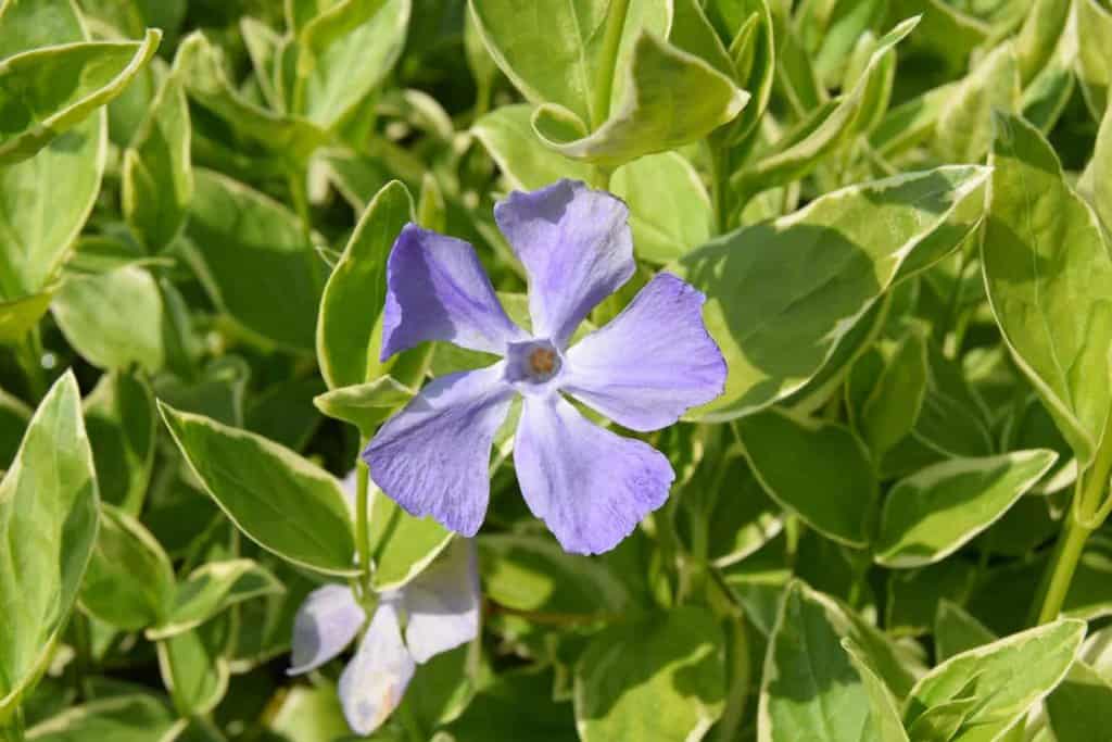 Vinca major 'Variegata' ---